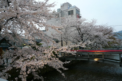 お店横の桜1