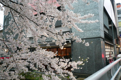 お店横の桜2