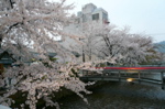 お店横の桜1