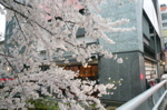 お店横の桜2